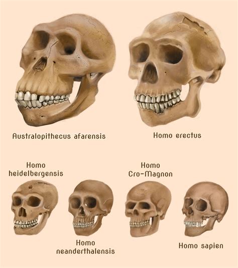 The Evolution of the